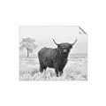 Picture of Cookie, the Cow  _GroupedProduct_Rectangle_Landscape_Photography _GroupedProduct_Rectangle_Landscape_Unframed_Print_Only_