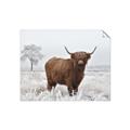 Picture of Cookie, the Cow  _GroupedProduct_Rectangle_Landscape_Photography _GroupedProduct_Rectangle_Landscape_Unframed_Print_Only_