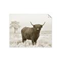 Picture of Cookie, the Cow  _GroupedProduct_Rectangle_Landscape_Photography _GroupedProduct_Rectangle_Landscape_Unframed_Print_Only_