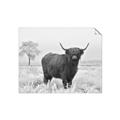 Picture of Cookie, the Cow  _GroupedProduct_Rectangle_Landscape_Photography _GroupedProduct_Rectangle_Landscape_Unframed_Print_Only_