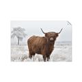 Picture of Cookie, the Cow  _GroupedProduct_Rectangle_Landscape_Photography _GroupedProduct_Rectangle_Landscape_Unframed_Print_Only_