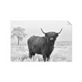 Picture of Cookie, the Cow  _GroupedProduct_Rectangle_Landscape_Photography _GroupedProduct_Rectangle_Landscape_Unframed_Print_Only_