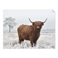 Picture of Cookie, the Cow  _GroupedProduct_Rectangle_Landscape_Photography _GroupedProduct_Rectangle_Landscape_Unframed_Print_Only_