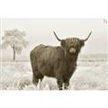Picture of Cookie, the Cow  _GroupedProduct_Rectangle_Landscape_Photography _GroupedProduct_Rectangle_Landscape_Unframed_Print_Only_
