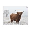Picture of Cookie, the Cow  _GroupedProduct_Rectangle_Landscape_Photography _GroupedProduct_Rectangle_Landscape_Unframed_Print_Only_