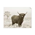 Picture of Cookie, the Cow  _GroupedProduct_Rectangle_Landscape_Photography _GroupedProduct_Rectangle_Landscape_Unframed_Print_Only_