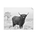 Picture of Cookie, the Cow  _GroupedProduct_Rectangle_Landscape_Photography _GroupedProduct_Rectangle_Landscape_Unframed_Print_Only_