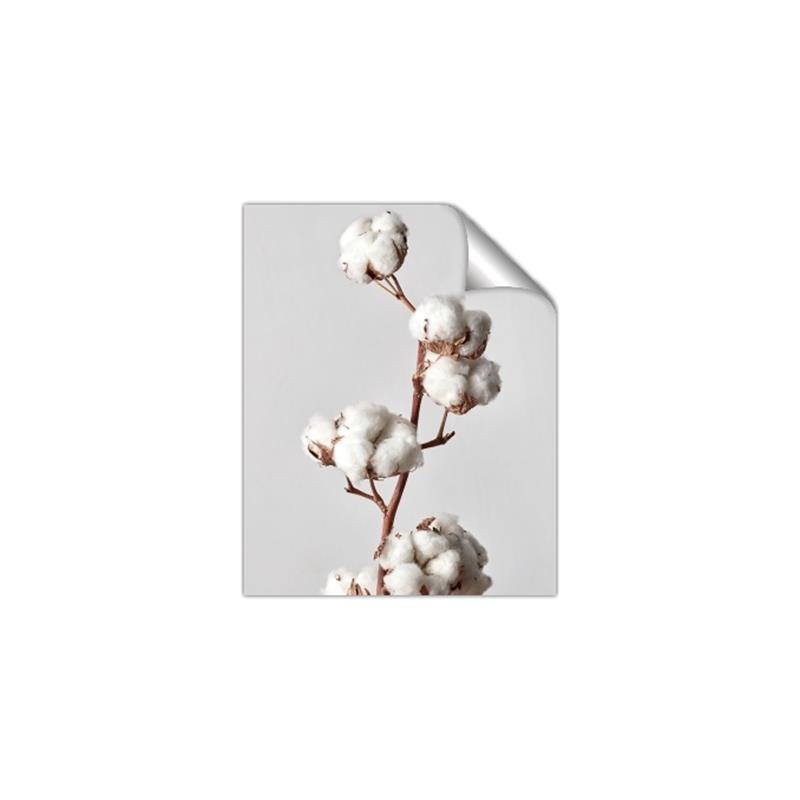 Picture of Cotton _GroupedProduct_Rectangle_Portrait_Photography _GroupedProduct_Rectangle_Portrait_Unframed_Print_Only_