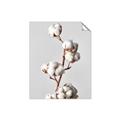 Picture of Cotton _GroupedProduct_Rectangle_Portrait_Photography _GroupedProduct_Rectangle_Portrait_Unframed_Print_Only_