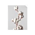 Picture of Cotton _GroupedProduct_Rectangle_Portrait_Photography _GroupedProduct_Rectangle_Portrait_Unframed_Print_Only_