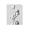 Picture of Cotton _GroupedProduct_Rectangle_Portrait_Photography _GroupedProduct_Rectangle_Portrait_Unframed_Print_Only_