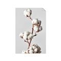 Picture of Cotton _GroupedProduct_Rectangle_Portrait_Photography _GroupedProduct_Rectangle_Portrait_Unframed_Print_Only_