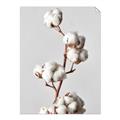 Picture of Cotton _GroupedProduct_Rectangle_Portrait_Photography _GroupedProduct_Rectangle_Portrait_Unframed_Print_Only_