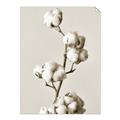 Picture of Cotton _GroupedProduct_Rectangle_Portrait_Photography _GroupedProduct_Rectangle_Portrait_Unframed_Print_Only_