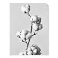 Picture of Cotton _GroupedProduct_Rectangle_Portrait_Photography _GroupedProduct_Rectangle_Portrait_Unframed_Print_Only_