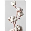 Picture of Cotton _GroupedProduct_Rectangle_Portrait_Photography _GroupedProduct_Rectangle_Portrait_Unframed_Print_Only_