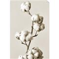 Picture of Cotton _GroupedProduct_Rectangle_Portrait_Photography _GroupedProduct_Rectangle_Portrait_Unframed_Print_Only_