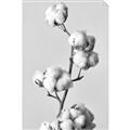 Picture of Cotton _GroupedProduct_Rectangle_Portrait_Photography _GroupedProduct_Rectangle_Portrait_Unframed_Print_Only_