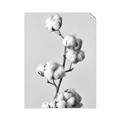 Picture of Cotton _GroupedProduct_Rectangle_Portrait_Photography _GroupedProduct_Rectangle_Portrait_Unframed_Print_Only_