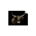 Picture of Dixie, the Bull   _GroupedProduct_Rectangle_Landscape_Photography _GroupedProduct_Rectangle_Landscape_Unframed_Print_Only_