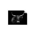 Picture of Dixie, the Bull   _GroupedProduct_Rectangle_Landscape_Photography _GroupedProduct_Rectangle_Landscape_Unframed_Print_Only_