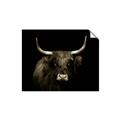Picture of Dixie, the Bull   _GroupedProduct_Rectangle_Landscape_Photography _GroupedProduct_Rectangle_Landscape_Unframed_Print_Only_