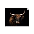 Picture of Dixie, the Bull   _GroupedProduct_Rectangle_Landscape_Photography _GroupedProduct_Rectangle_Landscape_Unframed_Print_Only_