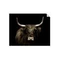 Picture of Dixie, the Bull   _GroupedProduct_Rectangle_Landscape_Photography _GroupedProduct_Rectangle_Landscape_Unframed_Print_Only_