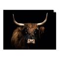 Picture of Dixie, the Bull   _GroupedProduct_Rectangle_Landscape_Photography _GroupedProduct_Rectangle_Landscape_Unframed_Print_Only_