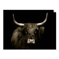Picture of Dixie, the Bull   _GroupedProduct_Rectangle_Landscape_Photography _GroupedProduct_Rectangle_Landscape_Unframed_Print_Only_
