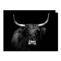Picture of Dixie, the Bull   _GroupedProduct_Rectangle_Landscape_Photography _GroupedProduct_Rectangle_Landscape_Unframed_Print_Only_