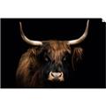 Picture of Dixie, the Bull   _GroupedProduct_Rectangle_Landscape_Photography _GroupedProduct_Rectangle_Landscape_Unframed_Print_Only_