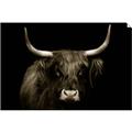 Picture of Dixie, the Bull   _GroupedProduct_Rectangle_Landscape_Photography _GroupedProduct_Rectangle_Landscape_Unframed_Print_Only_