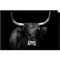 Picture of Dixie, the Bull   _GroupedProduct_Rectangle_Landscape_Photography _GroupedProduct_Rectangle_Landscape_Unframed_Print_Only_