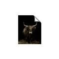 Picture of Dixie, the Bull II _GroupedProduct_Rectangle_Portrait_Photography _GroupedProduct_Rectangle_Portrait_Unframed_Print_Only_