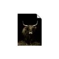 Picture of Dixie, the Bull II _GroupedProduct_Rectangle_Portrait_Photography _GroupedProduct_Rectangle_Portrait_Unframed_Print_Only_