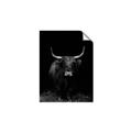 Picture of Dixie, the Bull II _GroupedProduct_Rectangle_Portrait_Photography _GroupedProduct_Rectangle_Portrait_Unframed_Print_Only_