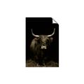 Picture of Dixie, the Bull II _GroupedProduct_Rectangle_Portrait_Photography _GroupedProduct_Rectangle_Portrait_Unframed_Print_Only_