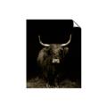 Picture of Dixie, the Bull II _GroupedProduct_Rectangle_Portrait_Photography _GroupedProduct_Rectangle_Portrait_Unframed_Print_Only_