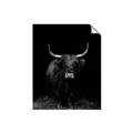 Picture of Dixie, the Bull II _GroupedProduct_Rectangle_Portrait_Photography _GroupedProduct_Rectangle_Portrait_Unframed_Print_Only_
