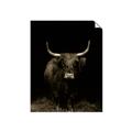 Picture of Dixie, the Bull II _GroupedProduct_Rectangle_Portrait_Photography _GroupedProduct_Rectangle_Portrait_Unframed_Print_Only_