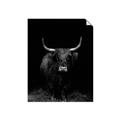 Picture of Dixie, the Bull II _GroupedProduct_Rectangle_Portrait_Photography _GroupedProduct_Rectangle_Portrait_Unframed_Print_Only_