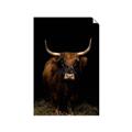 Picture of Dixie, the Bull II _GroupedProduct_Rectangle_Portrait_Photography _GroupedProduct_Rectangle_Portrait_Unframed_Print_Only_