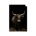 Picture of Dixie, the Bull II _GroupedProduct_Rectangle_Portrait_Photography _GroupedProduct_Rectangle_Portrait_Unframed_Print_Only_