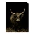 Picture of Dixie, the Bull II _GroupedProduct_Rectangle_Portrait_Photography _GroupedProduct_Rectangle_Portrait_Unframed_Print_Only_