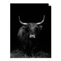 Picture of Dixie, the Bull II _GroupedProduct_Rectangle_Portrait_Photography _GroupedProduct_Rectangle_Portrait_Unframed_Print_Only_