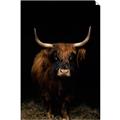 Picture of Dixie, the Bull II _GroupedProduct_Rectangle_Portrait_Photography _GroupedProduct_Rectangle_Portrait_Unframed_Print_Only_