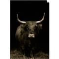 Picture of Dixie, the Bull II _GroupedProduct_Rectangle_Portrait_Photography _GroupedProduct_Rectangle_Portrait_Unframed_Print_Only_