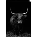 Picture of Dixie, the Bull II _GroupedProduct_Rectangle_Portrait_Photography _GroupedProduct_Rectangle_Portrait_Unframed_Print_Only_