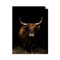 Picture of Dixie, the Bull II _GroupedProduct_Rectangle_Portrait_Photography _GroupedProduct_Rectangle_Portrait_Unframed_Print_Only_